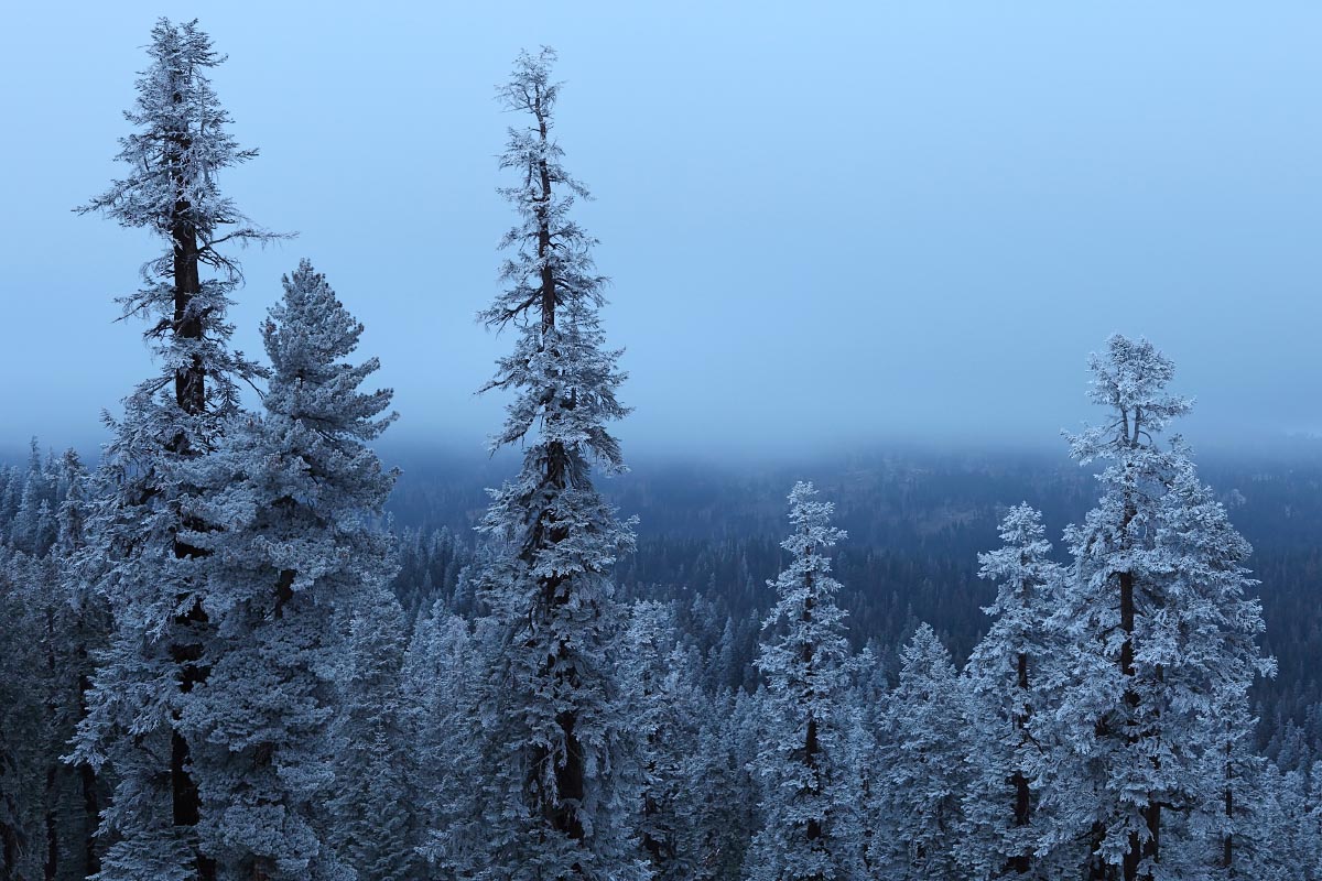 sequoia-trees-winter-frost-sherman-pass-0300