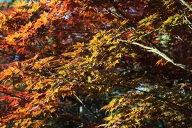 Manito Botanical Gardens, Spokane, Washington