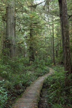 Cape Alava Trail, Olympic National Park, Washington
