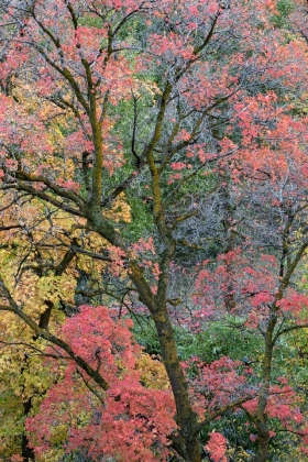Big Cottonwood Canyon, Utah