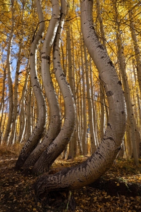 Ophir Pass, Colorado