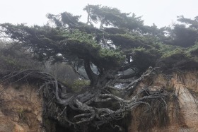 Kalaloch Tree of Life, Olympic National Park, Washington