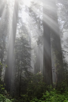 Damnation Creek Trail,Del Norte Redwoods State Park, California