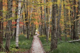 Jesup Path, Acadia National Park, Maine