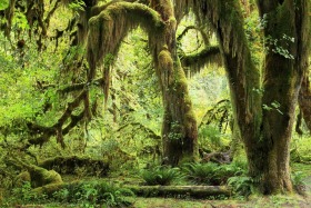 Hoh Rainforest, Olympic National Park, Washington