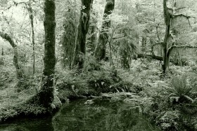 moss-covered-trees-pond-hoh-rainforest-olympic-0295