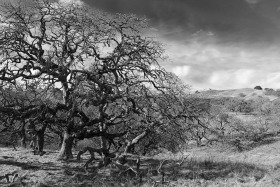 Pacheco State Park, California