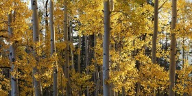 Along Highway 550, Colorado