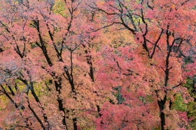 Big Cottonwood Canyon, Utah