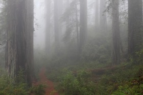 redwoods-fog-damnation-creek-trail-del-norte-state-park-0291
