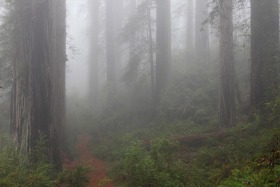 Damnation Creek Trail, Del Norte Redwoods State Park, California