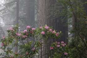 Damnation Creek Trail, Del Norte Redwoods State Park, California
