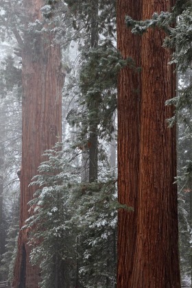 General Sherman Grove; Sequoia National Park, California