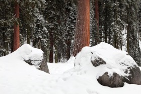 General Sherman Grove; Sequoia National Park, California