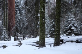 sequoia-trees-snow-general-sherman-grove-0289