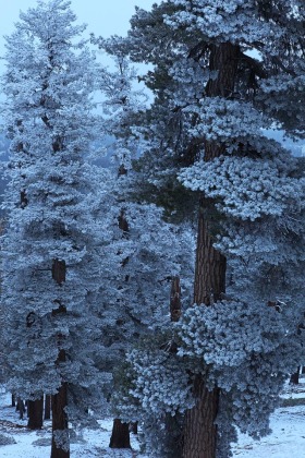 Sherman Pass, Sequoia National Forest, California