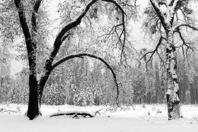 trees-snow-black-white-yosemite-0287