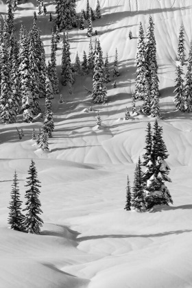 Paradise, Mt. Rainier National Park, Washington