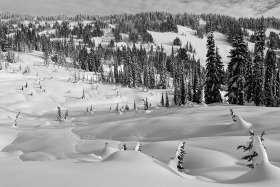 Paradise, Mt. Rainier National Park, Washington