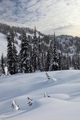 Paradise, Mt. Rainier National Park, Washington