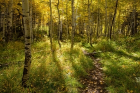 Aspen Grove, Uinta-Wasatch-Cache National Forest, Utah
