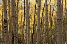 Owl Creek Pass, Colorado