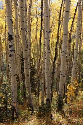 Owl Creek Pass, Colorado