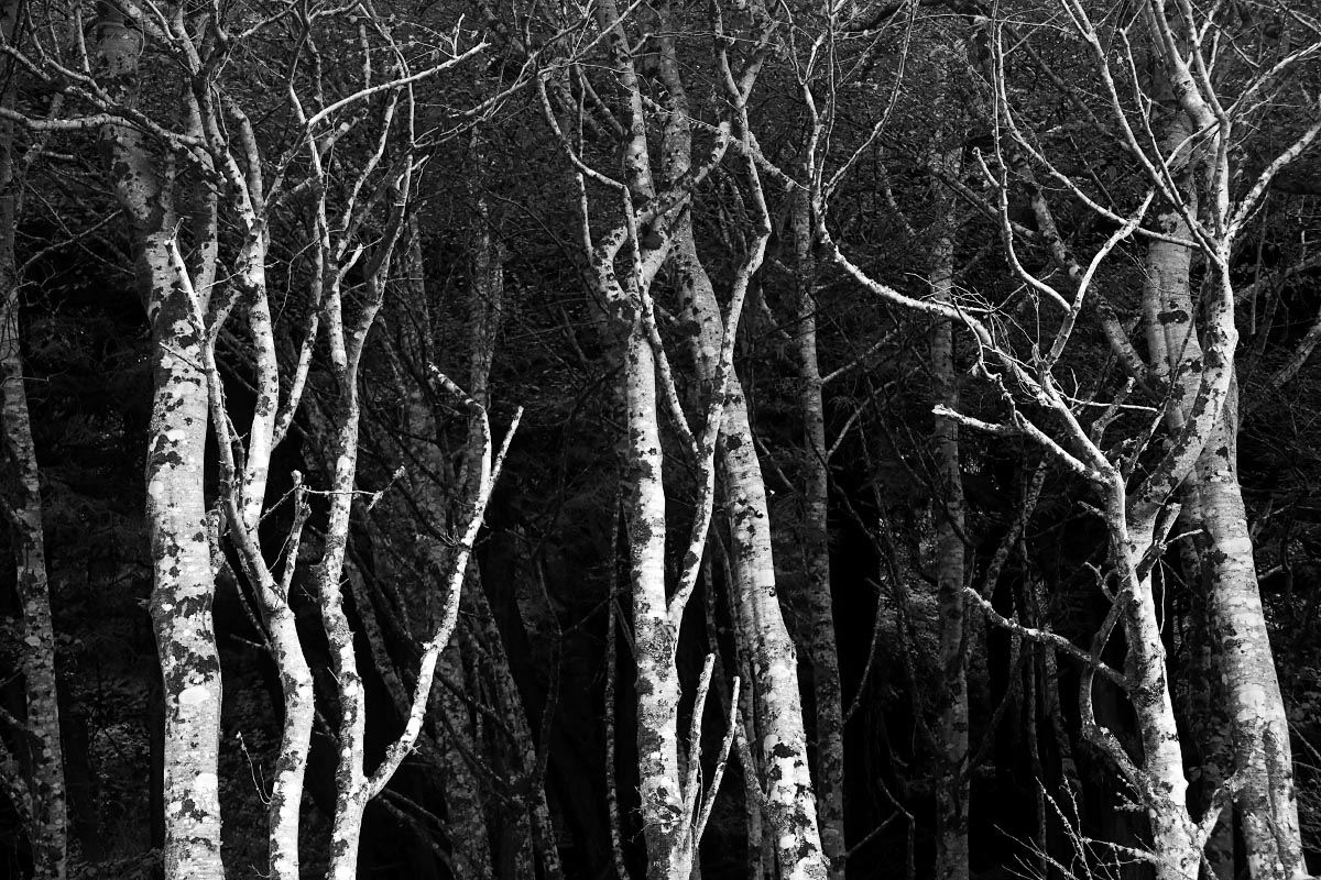 tree-black-white-sonoma-coast-california-0296