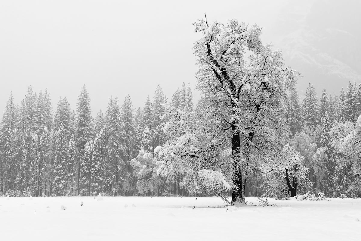 trees-snow-black-white-yosemite-0285