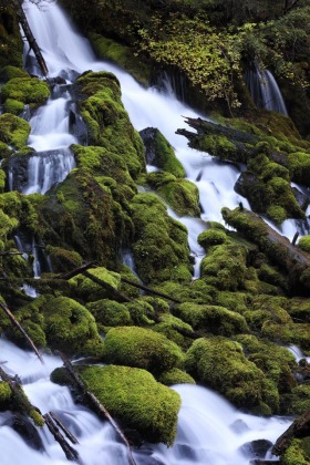 Clearwater Falls, Upqua National Forest, Oregon